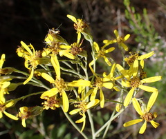 Senecio crenatus