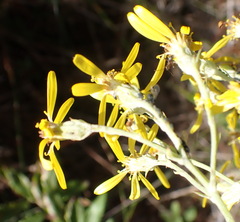 Senecio crenatus