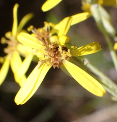 Senecio crenatus