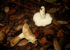 Russula hortensis