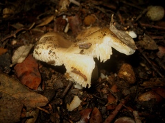 Russula hortensis
