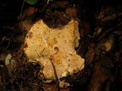 Fuscoporia torulosa