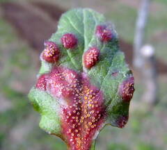 Puccinia lapsanae