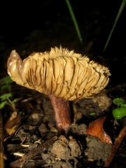 Inosperma adaequatum