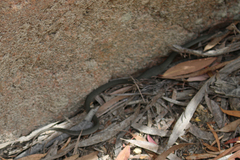 Drysdalia coronoides