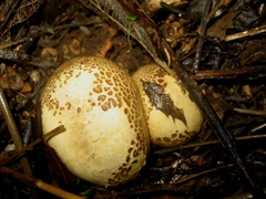 Scleroderma verrucosum