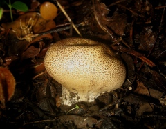 Scleroderma verrucosum