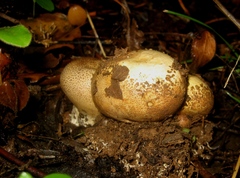 Scleroderma verrucosum