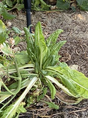 Beta vulgaris vulgaris