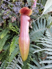 Nepenthaceae