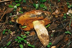 Rubroboletus lupinus