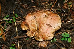 Rubroboletus lupinus