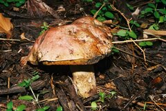 Rubroboletus lupinus