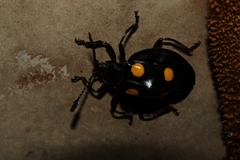 Eumorphus marginatus