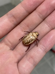 Anoplognathus concolor