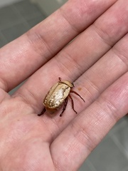 Anoplognathus concolor