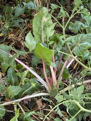 Beta vulgaris vulgaris
