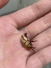 Anoplognathus concolor