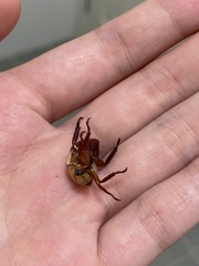 Anoplognathus concolor