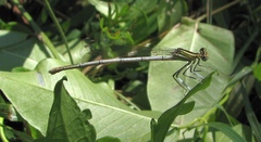 Platycnemis pennipes