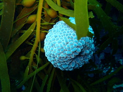 Phlyctenactis tuberculosa
