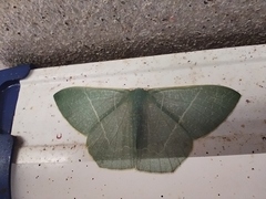 Pelagodes antiquadraria