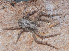 Pulchellodromus