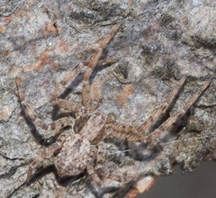 Pulchellodromus