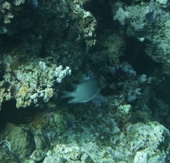 Amblyglyphidodon indicus