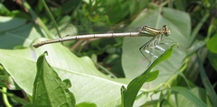 Platycnemis pennipes