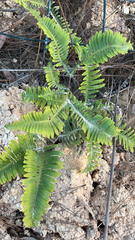 Dicranopteris linearis