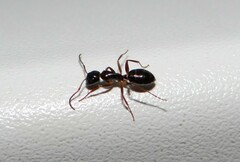 Camponotus fallax