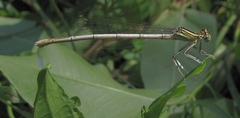 Platycnemis pennipes