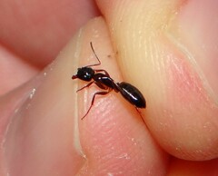 Camponotus fallax