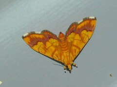 Cryptosara caritalis
