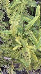 Dicranopteris linearis