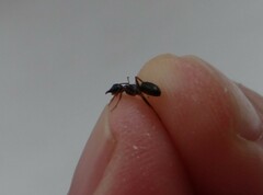Camponotus fallax