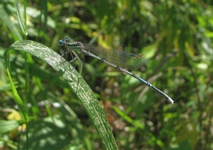 Platycnemis pennipes