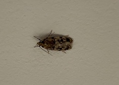 Barea exarcha