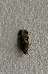 Barea exarcha