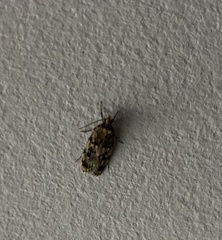 Barea exarcha