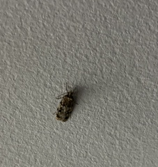 Barea exarcha