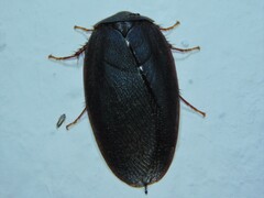 Ergaula capensis