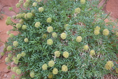 Lomatium latilobum