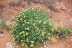 Lomatium latilobum