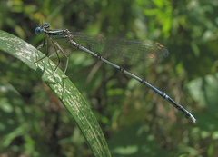 Platycnemis pennipes