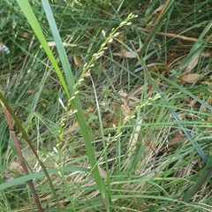 Chlorophytum comosum