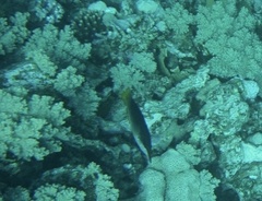 Gomphosus klunzingeri