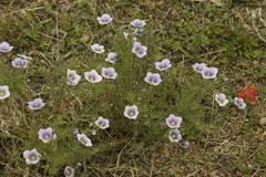 Nierembergia linariifolia