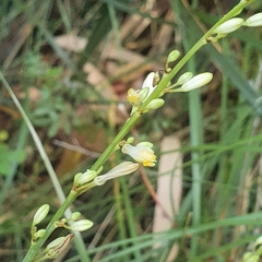 Chlorophytum comosum